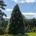 ¿Dónde cortar tu árbol de Navidad cerca de la CDMX? Los 10 mejores lugares