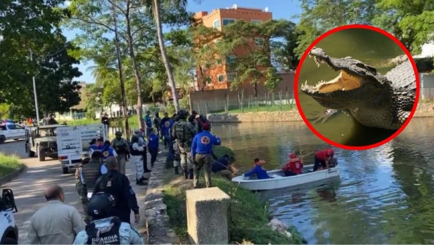 VIDEO| Cocodrilo de 2 metros devora a un hombre reportado como desaparecido en Tabasco