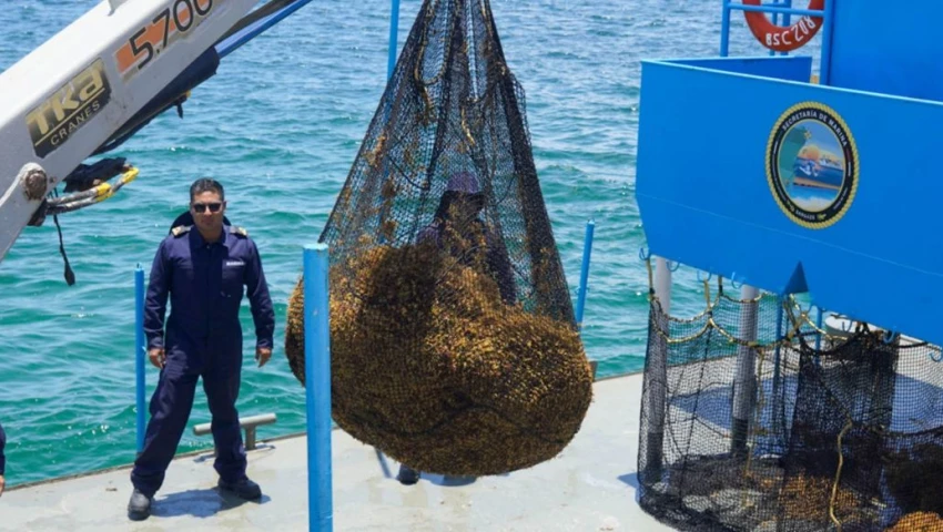 ¿Qué hace Quintana Roo con el sargazo? Así lo combaten y los usos que ya le están dando
