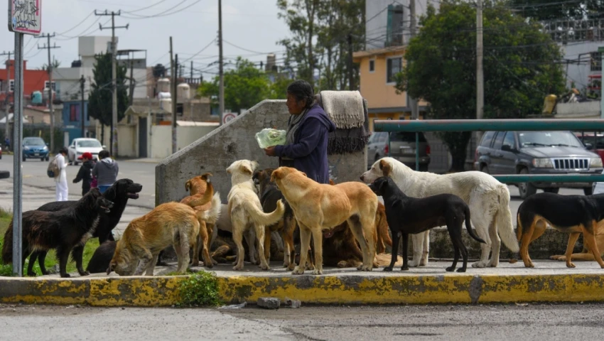 jauría de perros, ataque, Coyotepec, cómo evitar un ataque