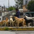 jauría de perros, ataque, Coyotepec, cómo evitar un ataque