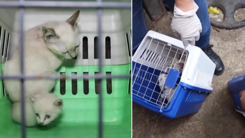 Rescate de gatos en la CDMX Rescate de gatos en la CDMX