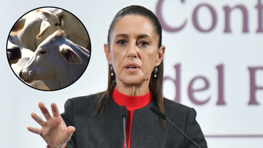 Claudia Sheinbaum reacciona a cierre de frontera a ganado mexicano Claudia Sheinbaum